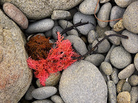 Seaweed, South Arm - 25th April 2009