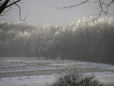 Frozen trees line the woods.