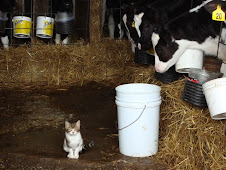 The baby calves say.