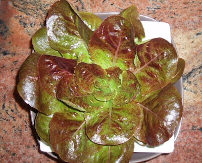 LECHUGA MORADA