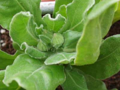 CALENDULA
