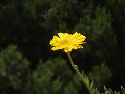 CALENDULA