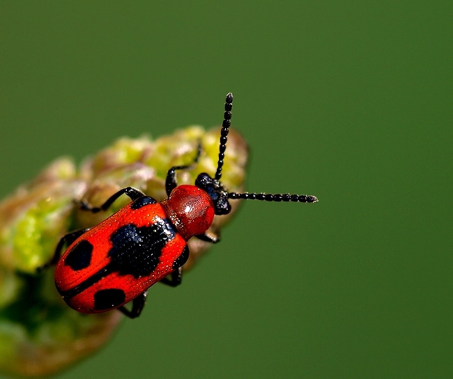 Természet fotók Crioceris quinquepunctata