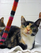 Tiger Ranch Cats Up For Adoption Here!
