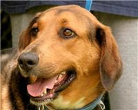 Ike~Male Shepherd Mix~Rescued 8-20-10~ Newport, TN~ Adopt A Dog On Death Row!!