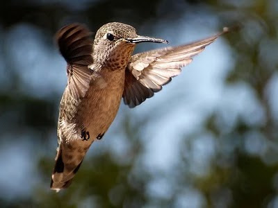 Hummingbird+photo+from+ingridtaylar%27s+Flickr.jpg