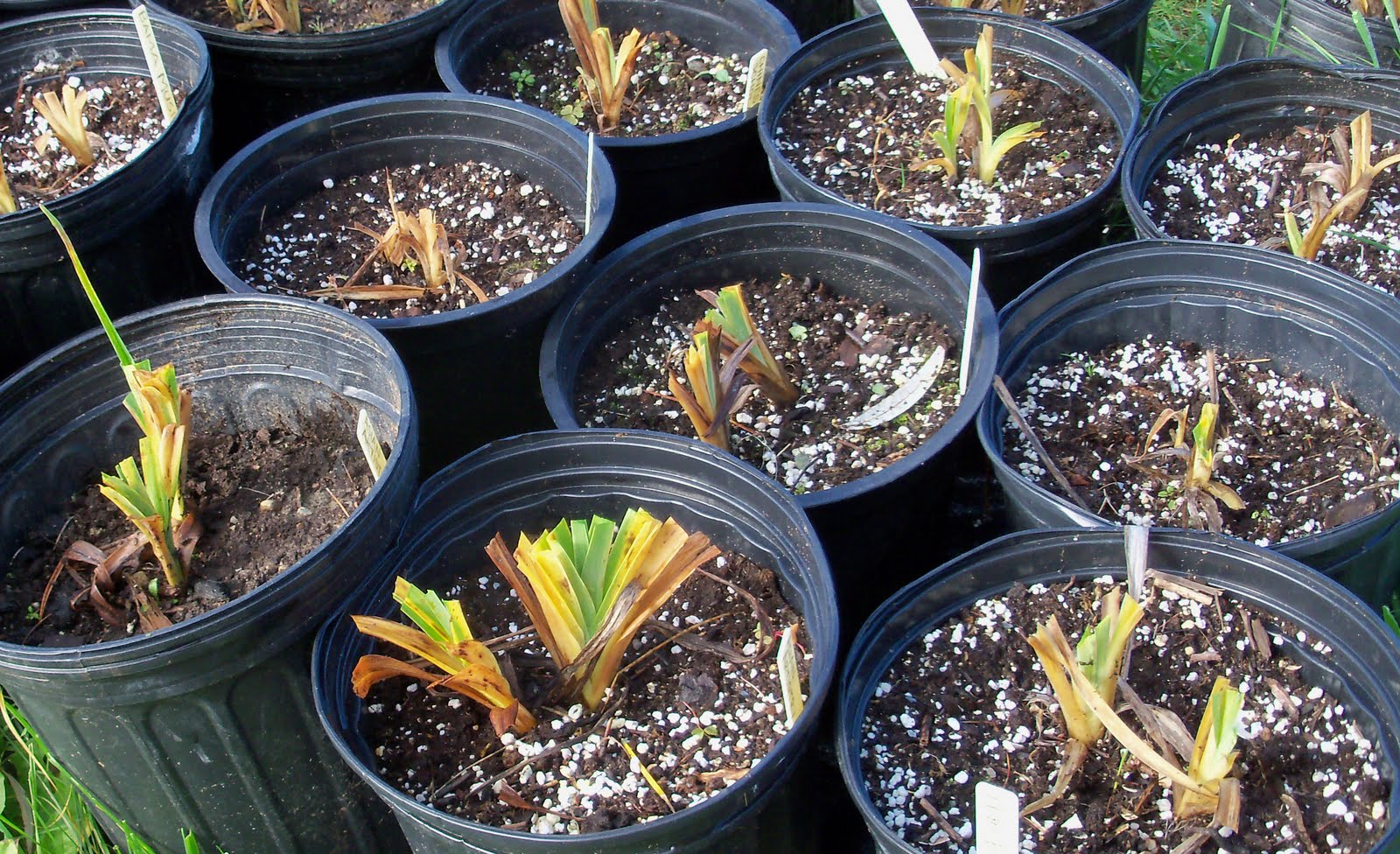 Gardenfarming Overwintering Potted Plants