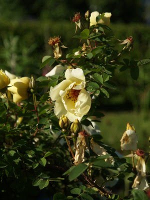 Rosa 'Aïcha'