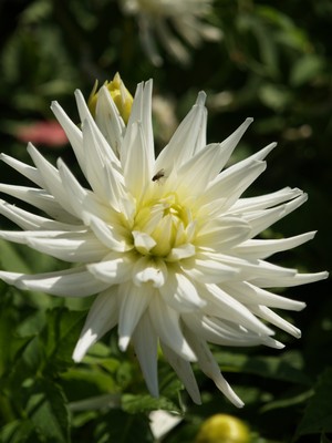 Dahlia 'My love'