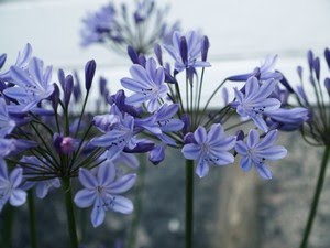 Agapanthus praecox - skjermlilje