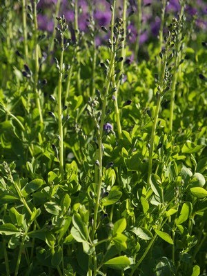 Baptisia australis - fargeskolm