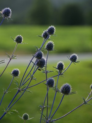 Eryngium - stikle