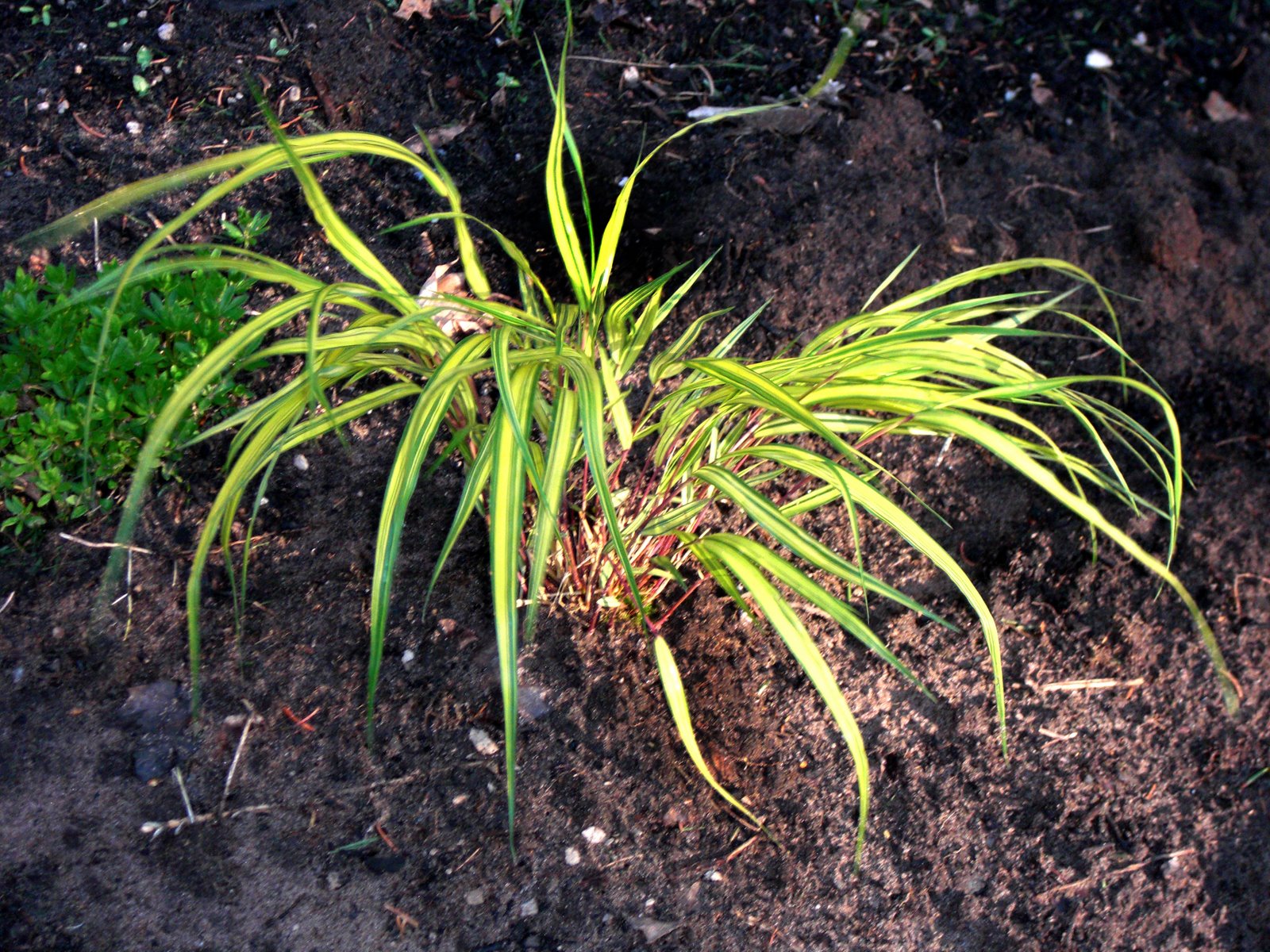 [hackgrass.jpg]