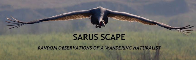 SARUS SCAPE