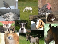 Visit our hobby farm blog