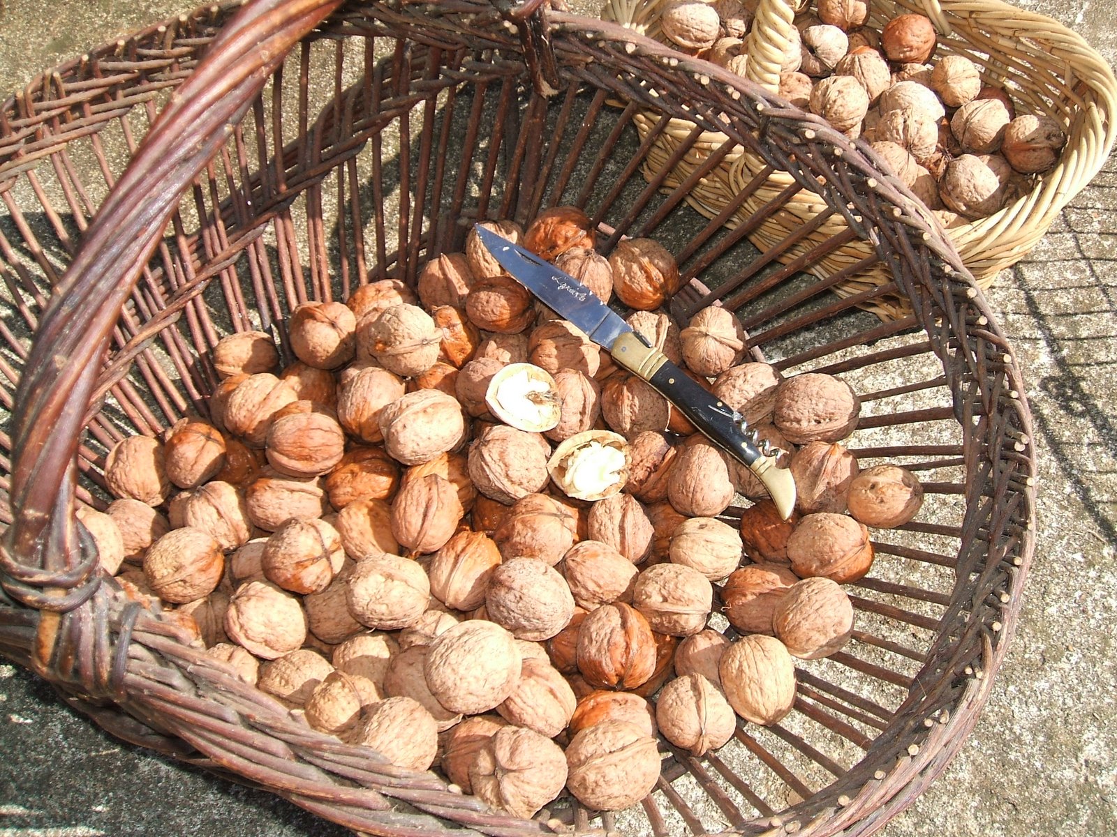 Magnon's Meanderings Walnut Season.