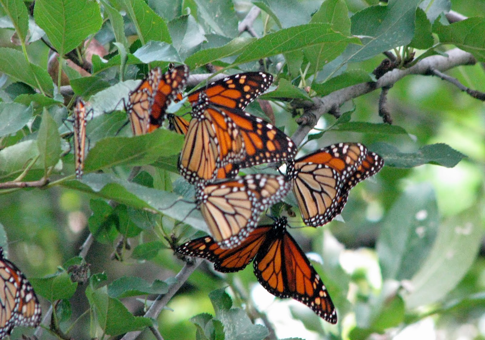 The Creative Spirit Sleeping Kitten and A Tree Full of Butterflies