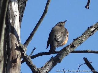 Robin On A Branch