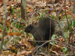 Black Squirrel