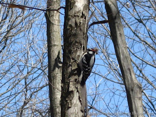 Male Downy Woodpecker