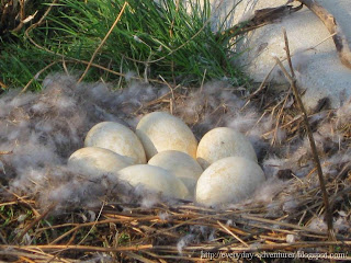 Canada Goose Eggs