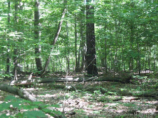 Forest Trail