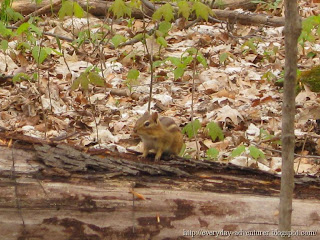 chipmunk