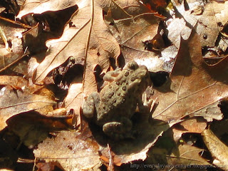 American Toad