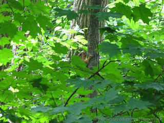 Fox Squirrel In A Tree