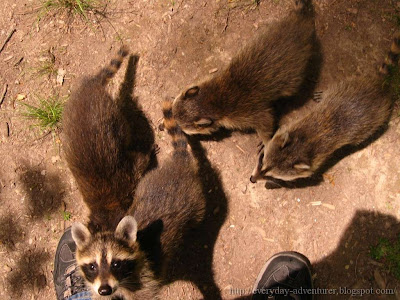 raccoons