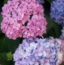[hydrangea.jpg]