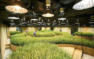 underground farm in Tokyo