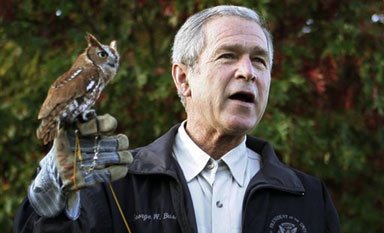 [bush-owl.jpg]