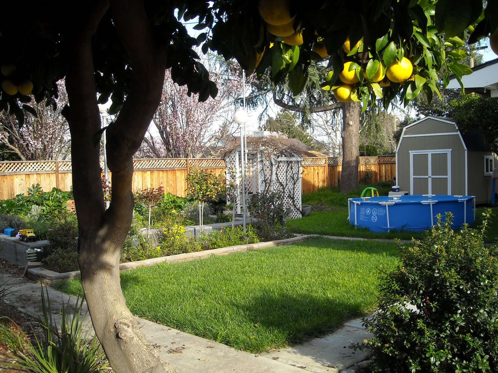 23 Linden Drive: The Fruit Trees