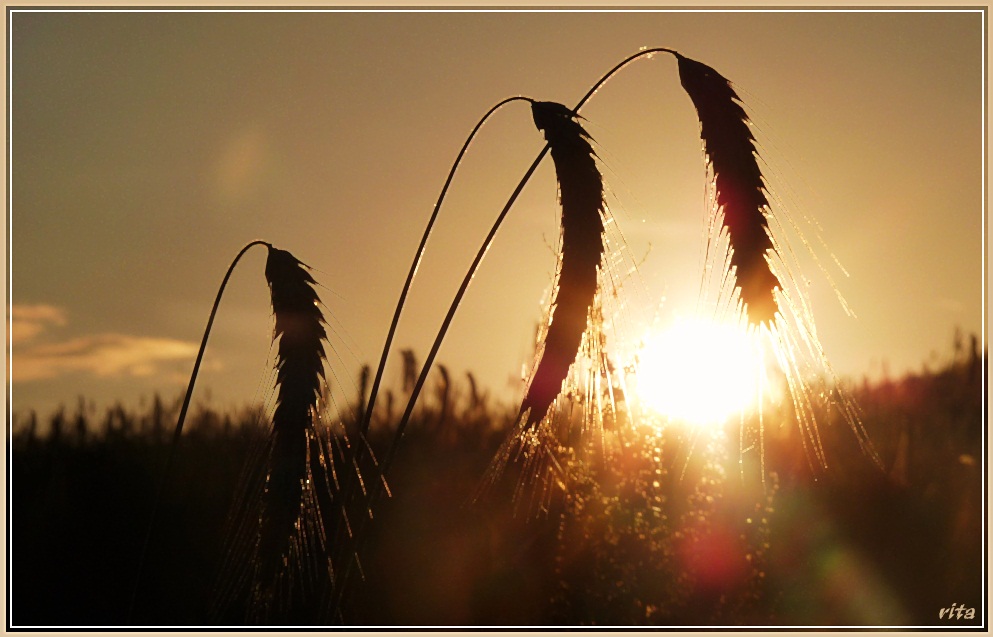 Essential: Altweibersommer – die letzte Hoffnung…