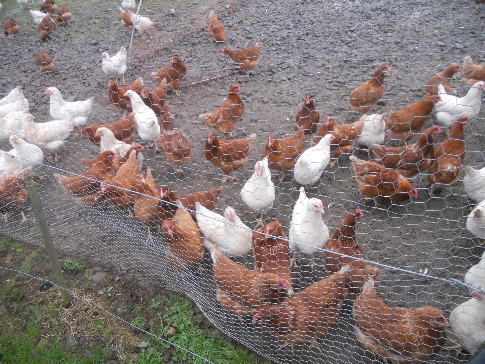 Lewis' Blog Chicken Egg Farm Visit + Midsummer Nights Dream
