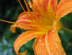 Tiger Lily