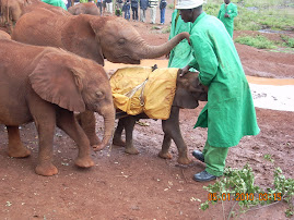 Elephant Orphanage #1