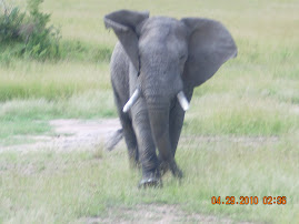 Mara Lost Elephant