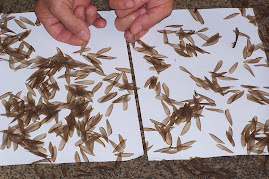 Termites Wings in Flat Stairwell