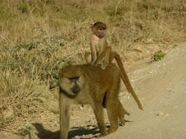 Baboons at Amboseli