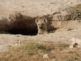 Baby Hyena in Amboseli