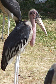 Stork at Uhuru Park