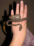 The Snake