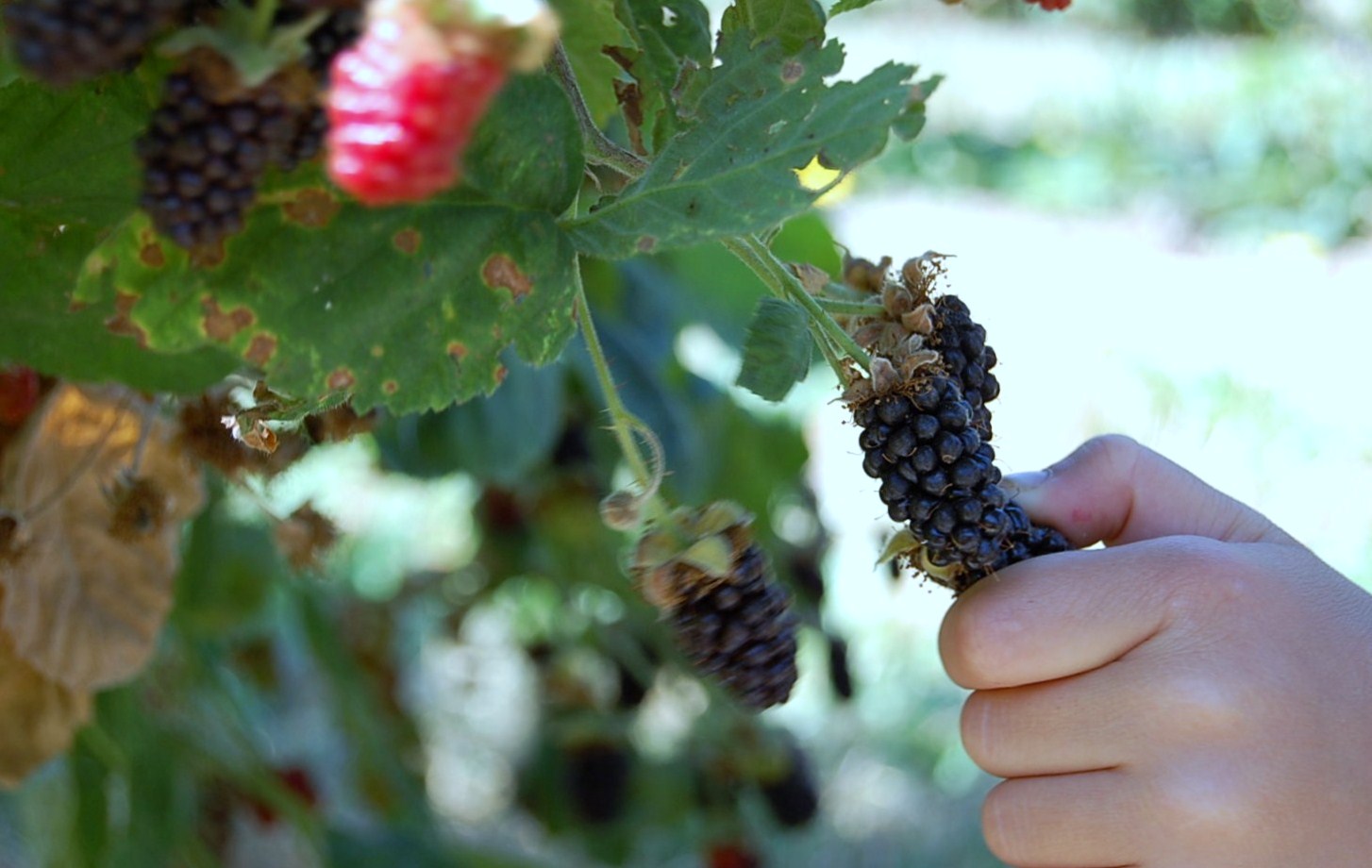 Toad's Treasures Lifestyle Family Blog by Emily Ashby Marion Berries 101