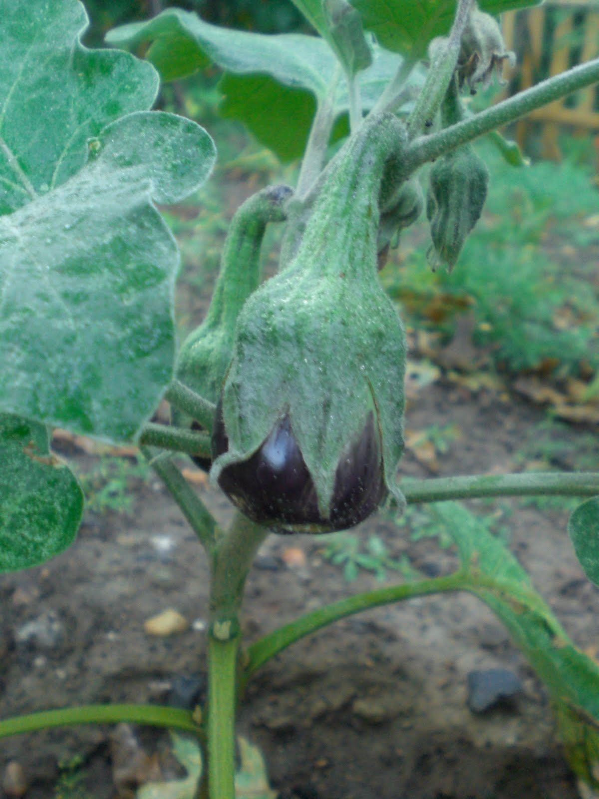 gardening in the boroughs of nyc August 2010