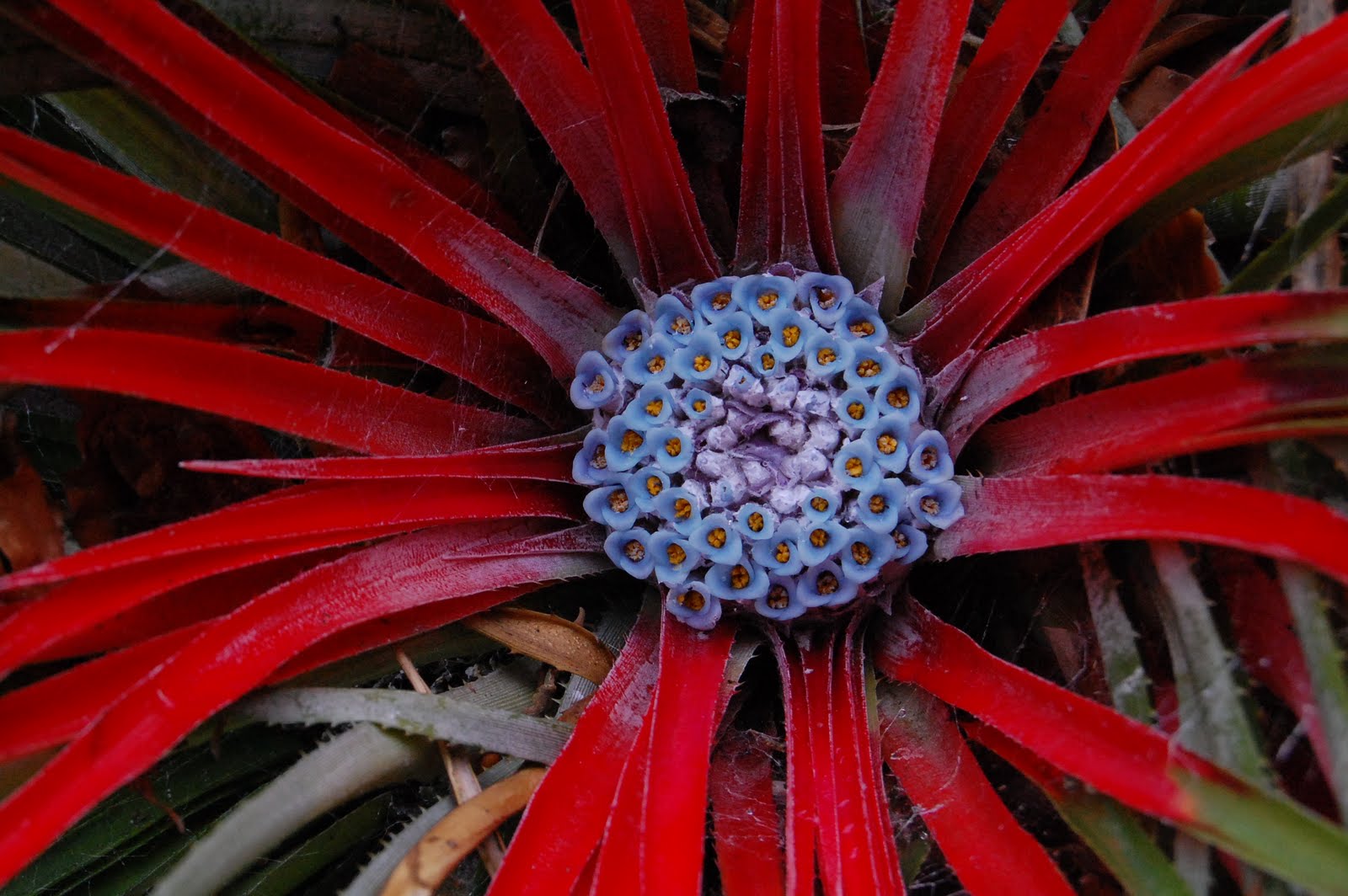 Worcester College Gardeners 20092018 Fascicularia bicolor