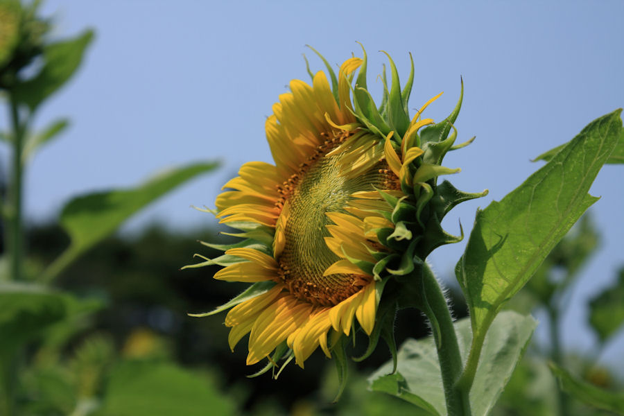 Life With A Camera 南知多町 花ひろばのひまわり畑 2