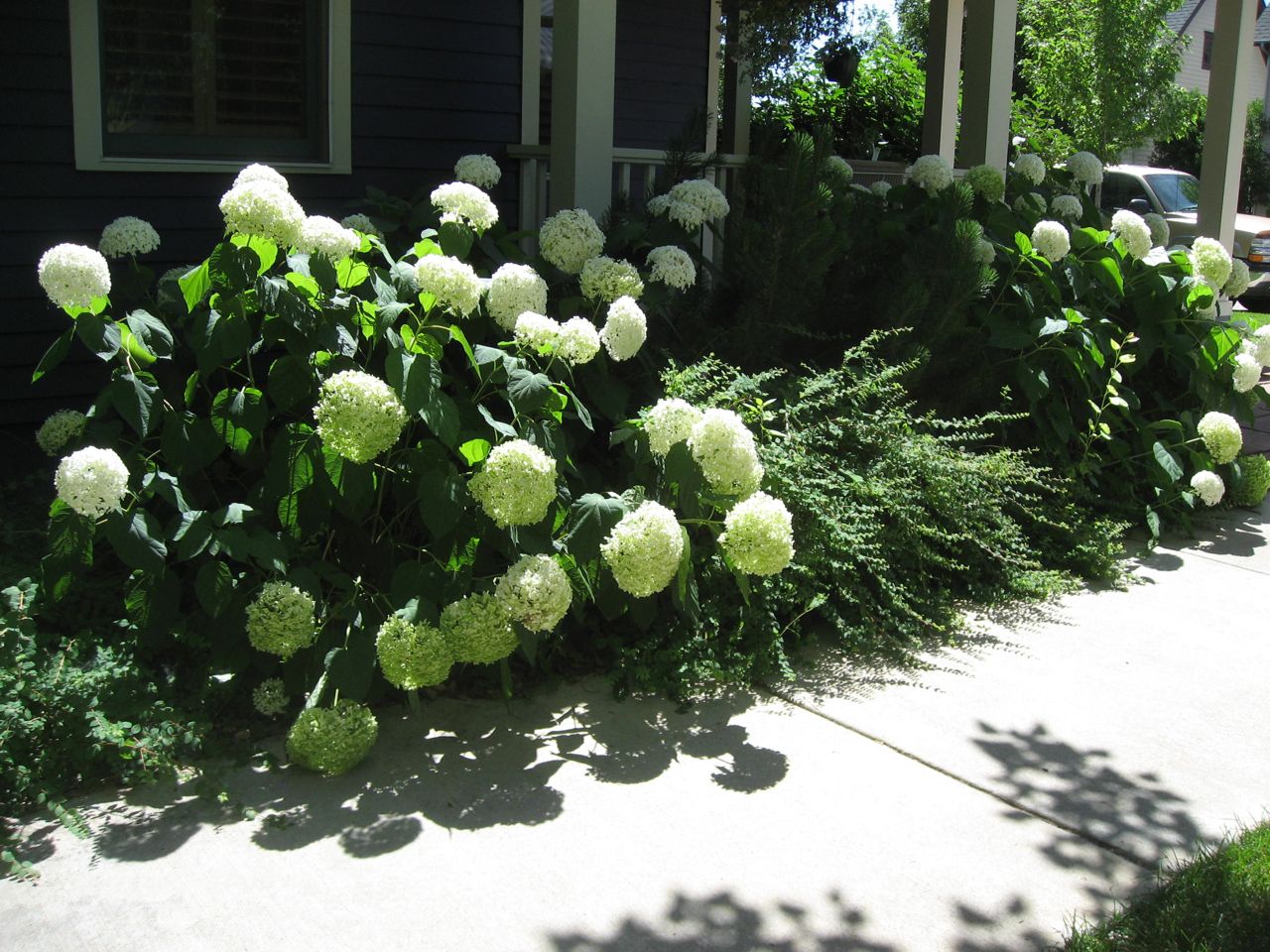 Observations about Longmont, Colorado Hydrangeas in Longmont