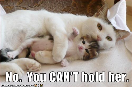 [funny-pictures-you-cannot-hold-kitten.jpg]